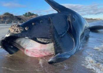 blue whale bitten in half